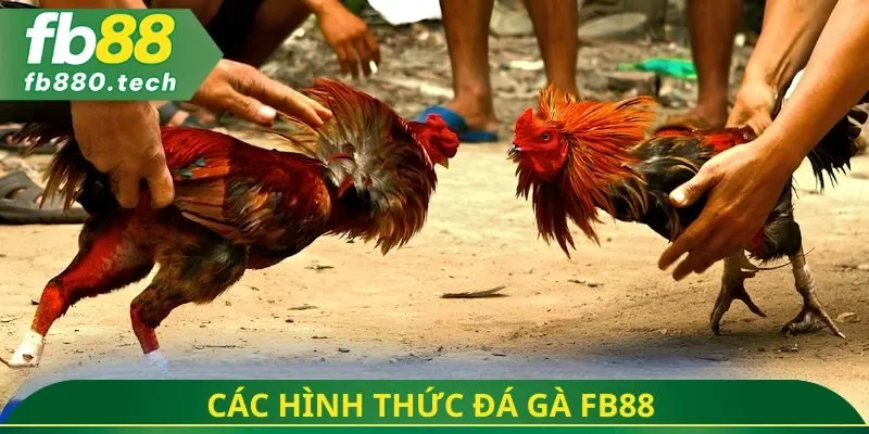 Các hình thức đá gà fb88