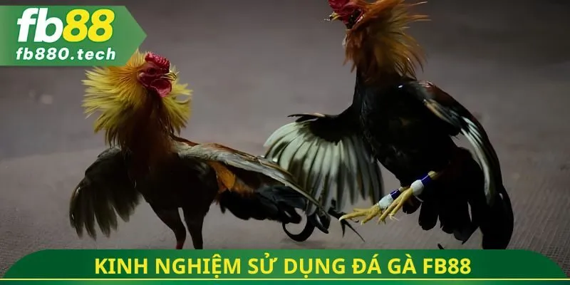Kinh nghiệm sử dụng đá gà fb88
